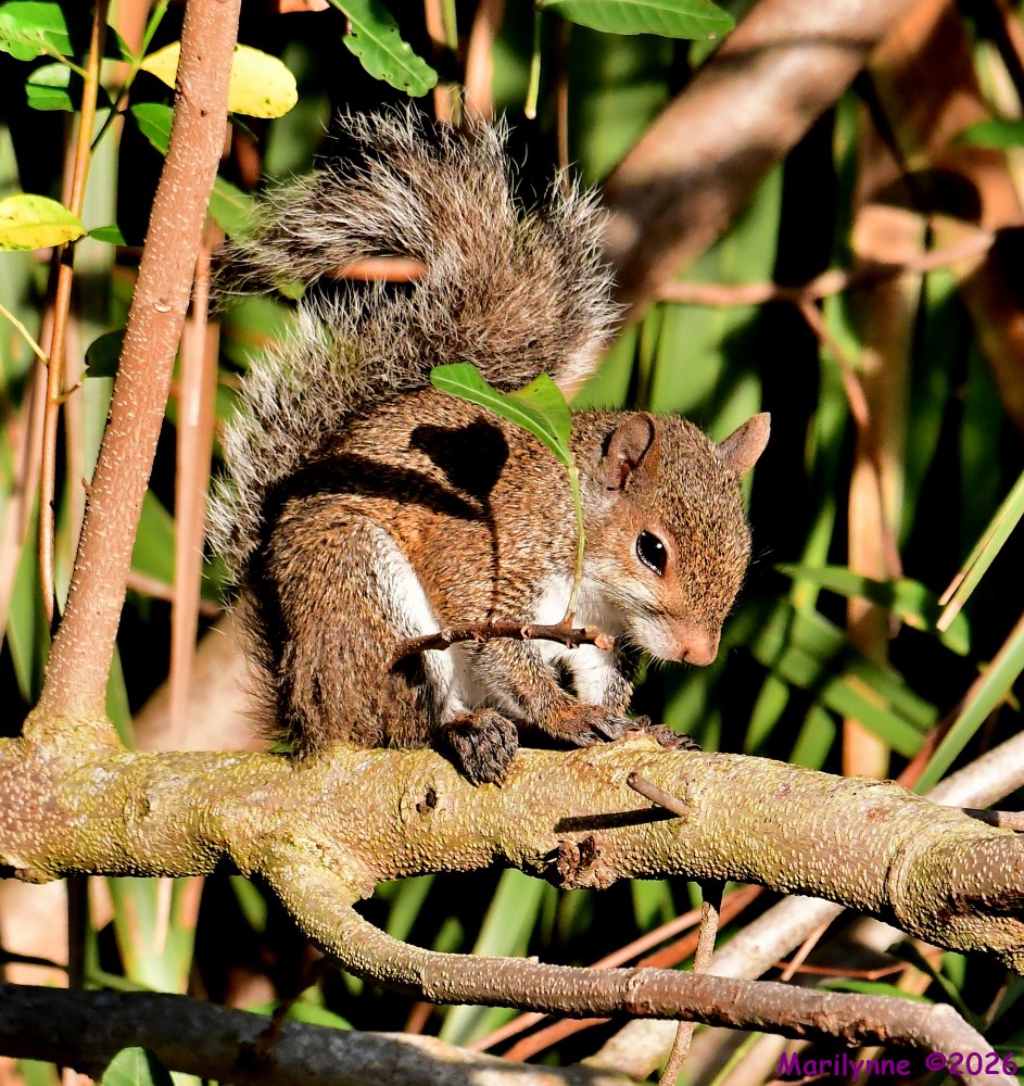 DSC_7239_001.JPG