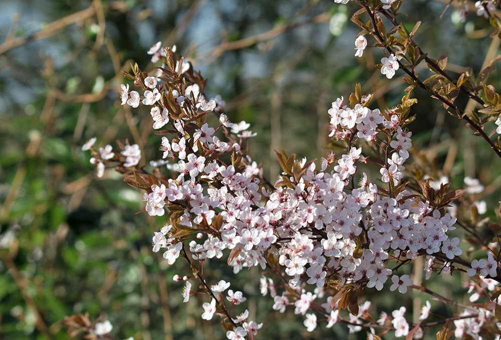DSC_7240.jpg