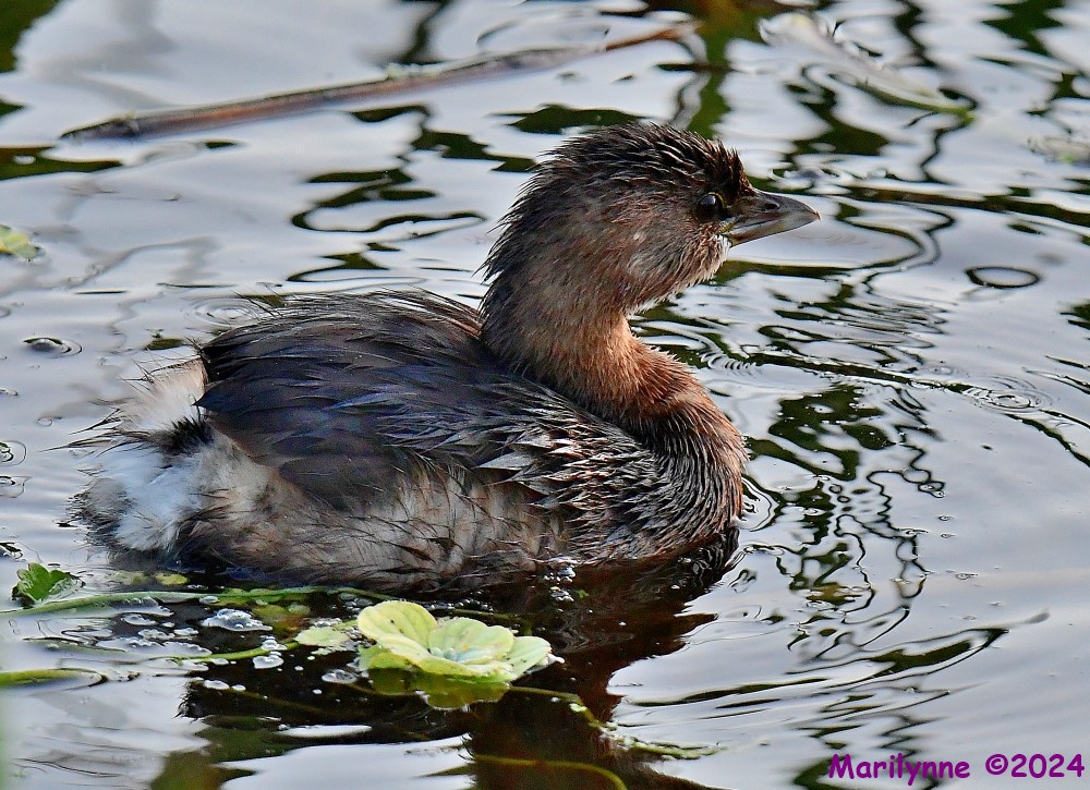 DSC_7240_001.JPG