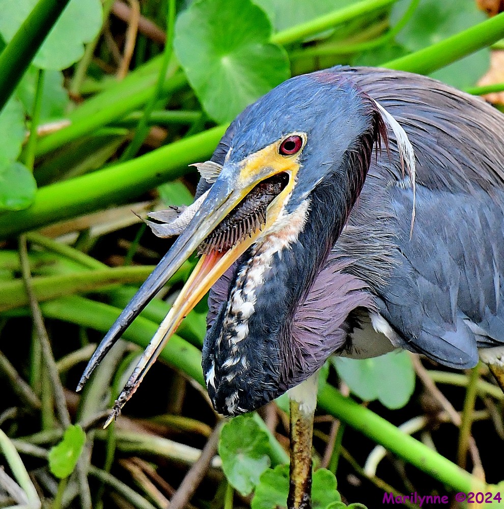 DSC_7240_001.JPG