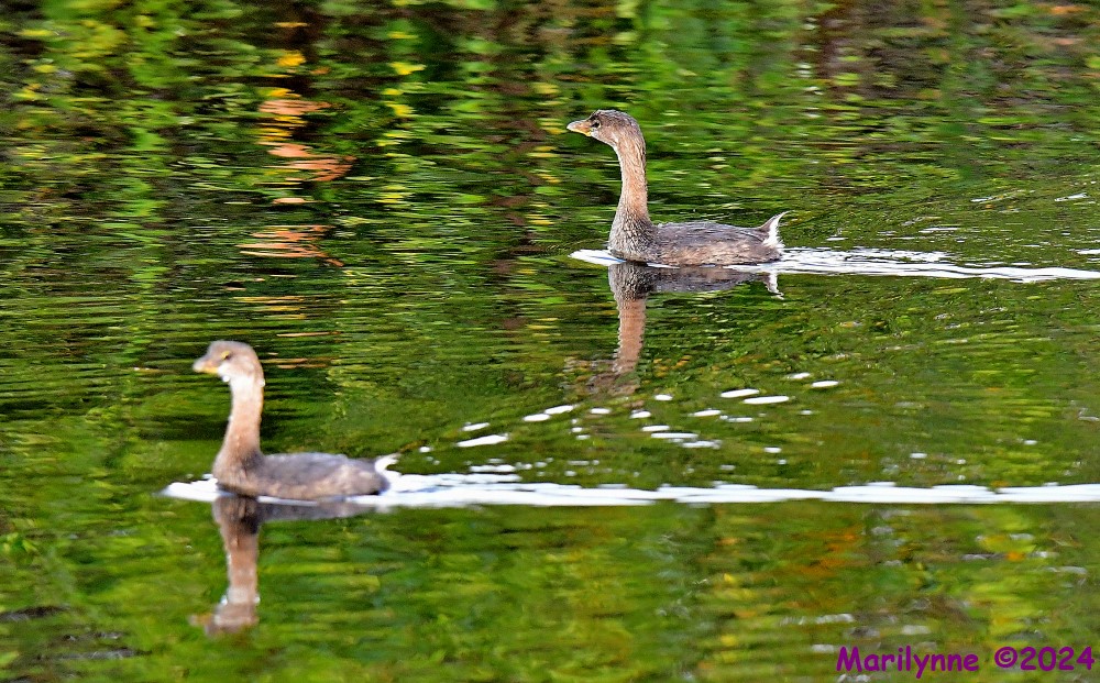 DSC_7240_001.JPG