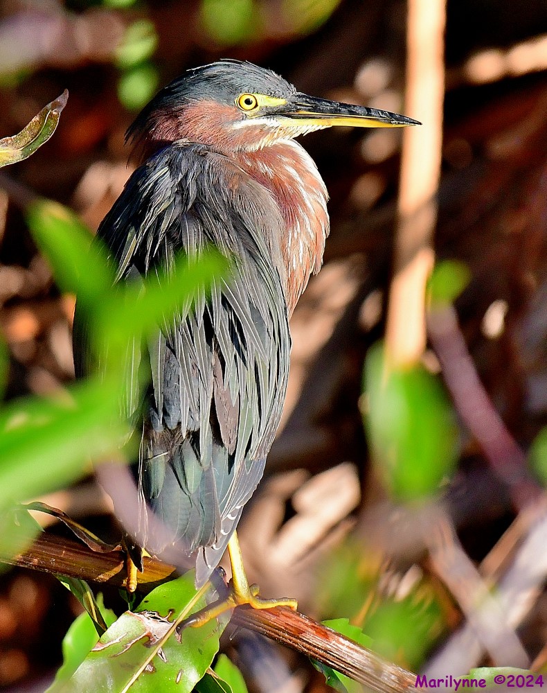 DSC_7244_001.JPG