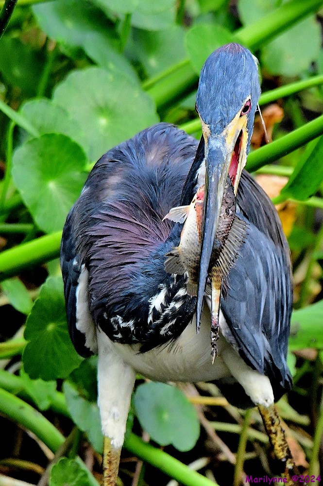 DSC_7245_001.JPG