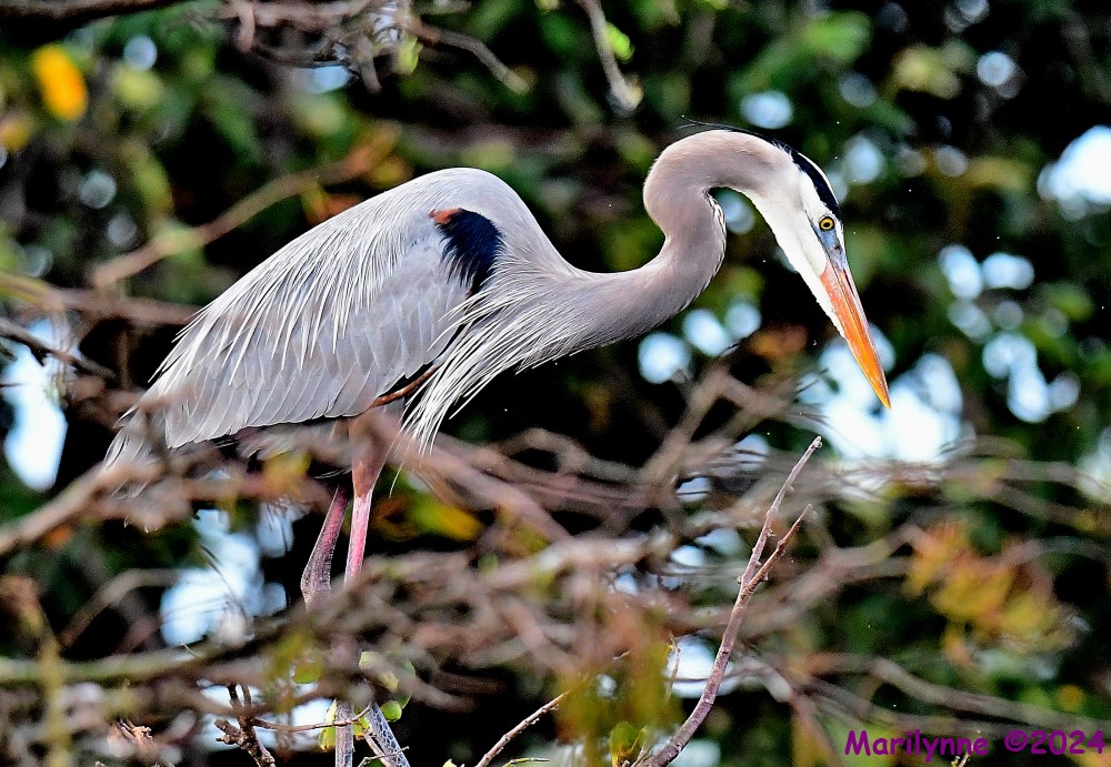 DSC_7245_001.JPG