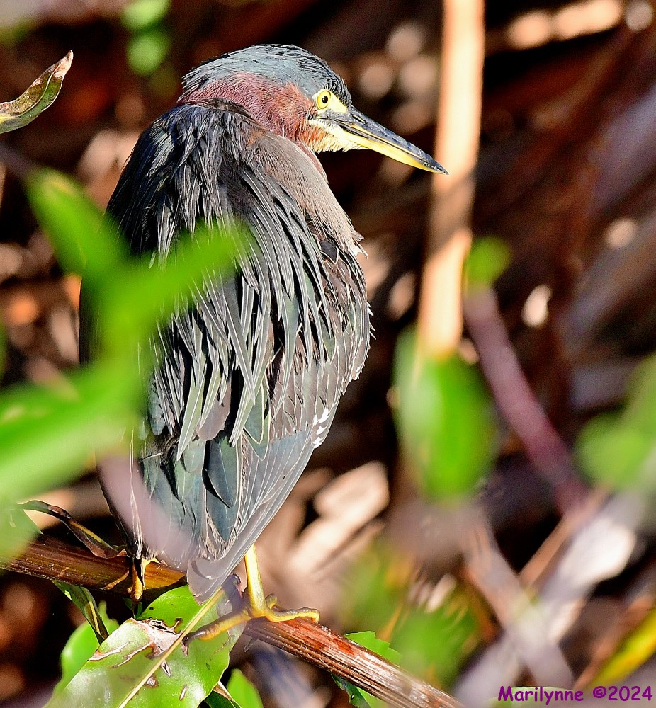 DSC_7246_001.JPG