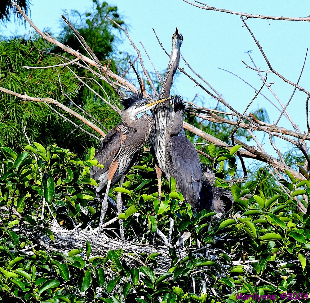 DSC_7246_001.JPG