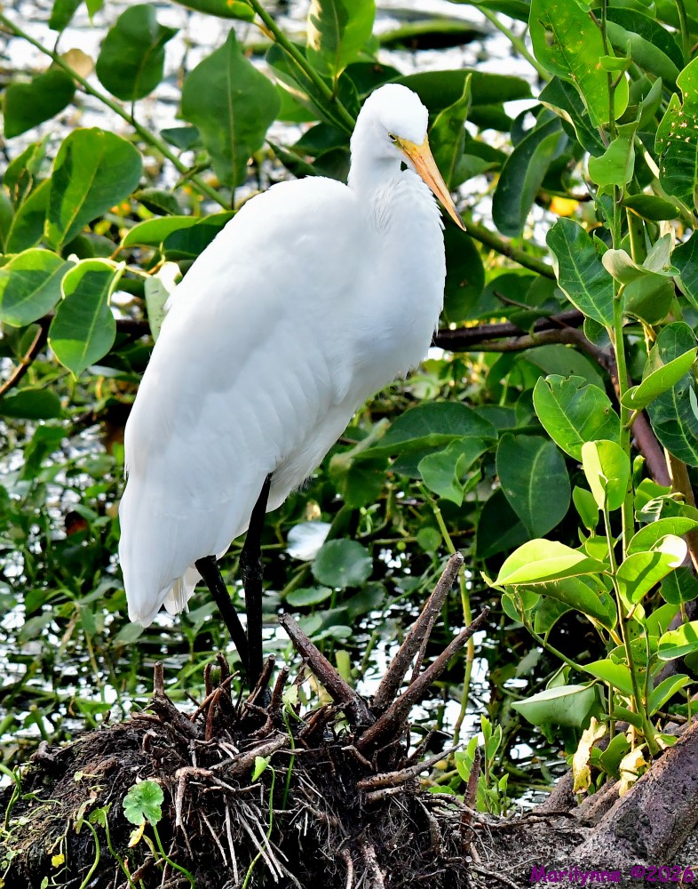 DSC_7246_001.JPG