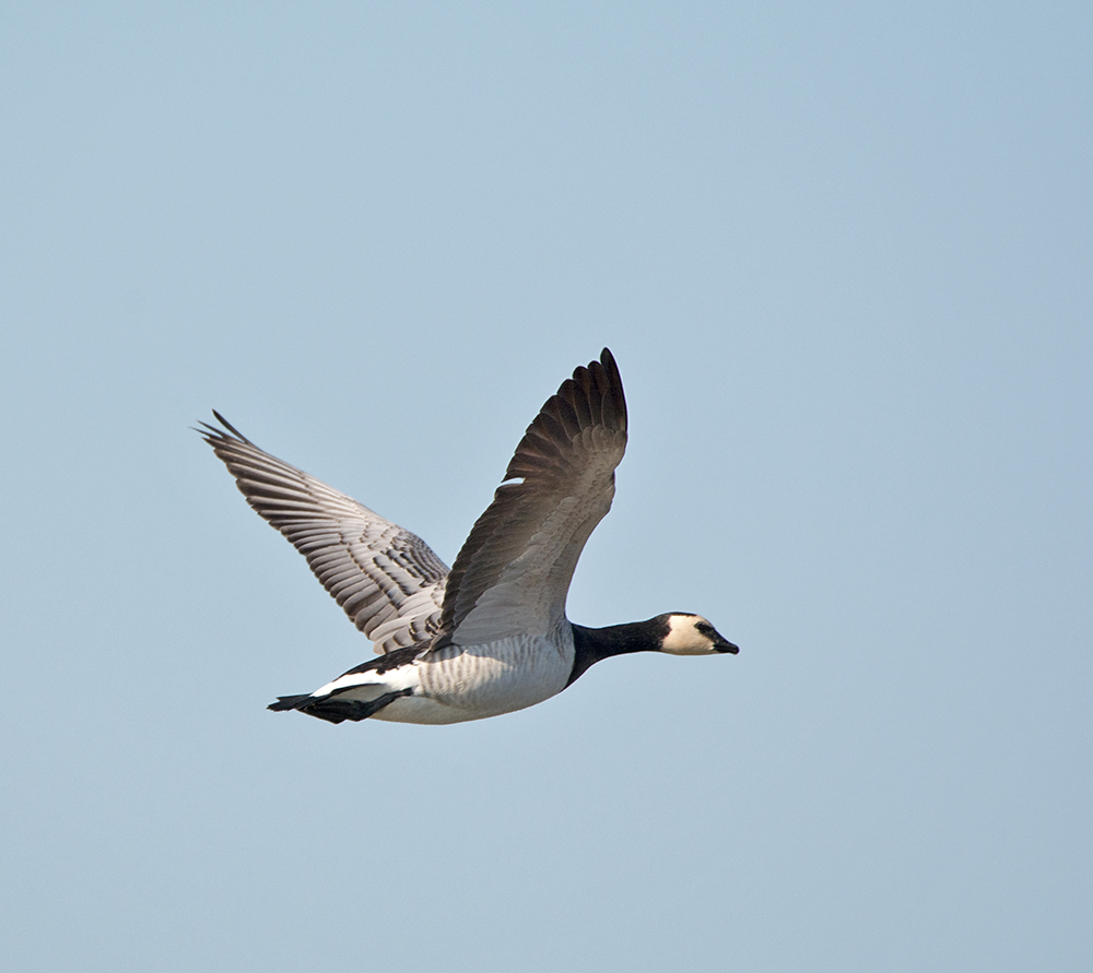DSC_7247.jpg