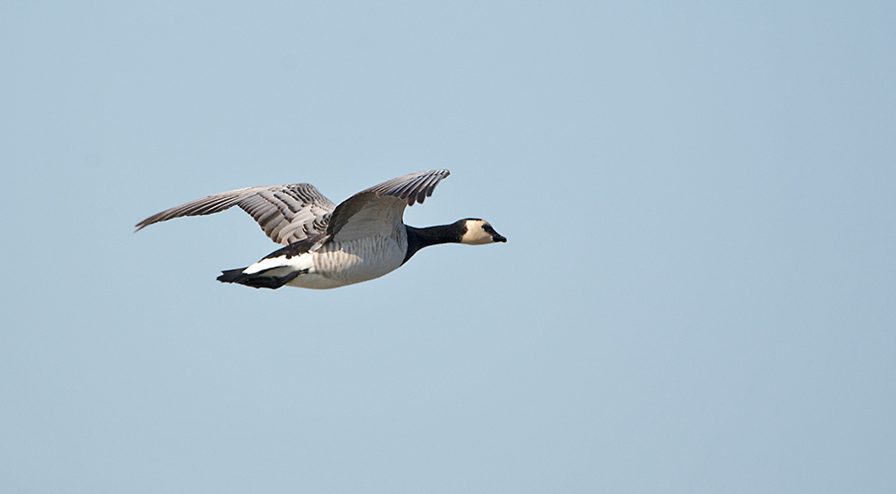 DSC_7248.jpg