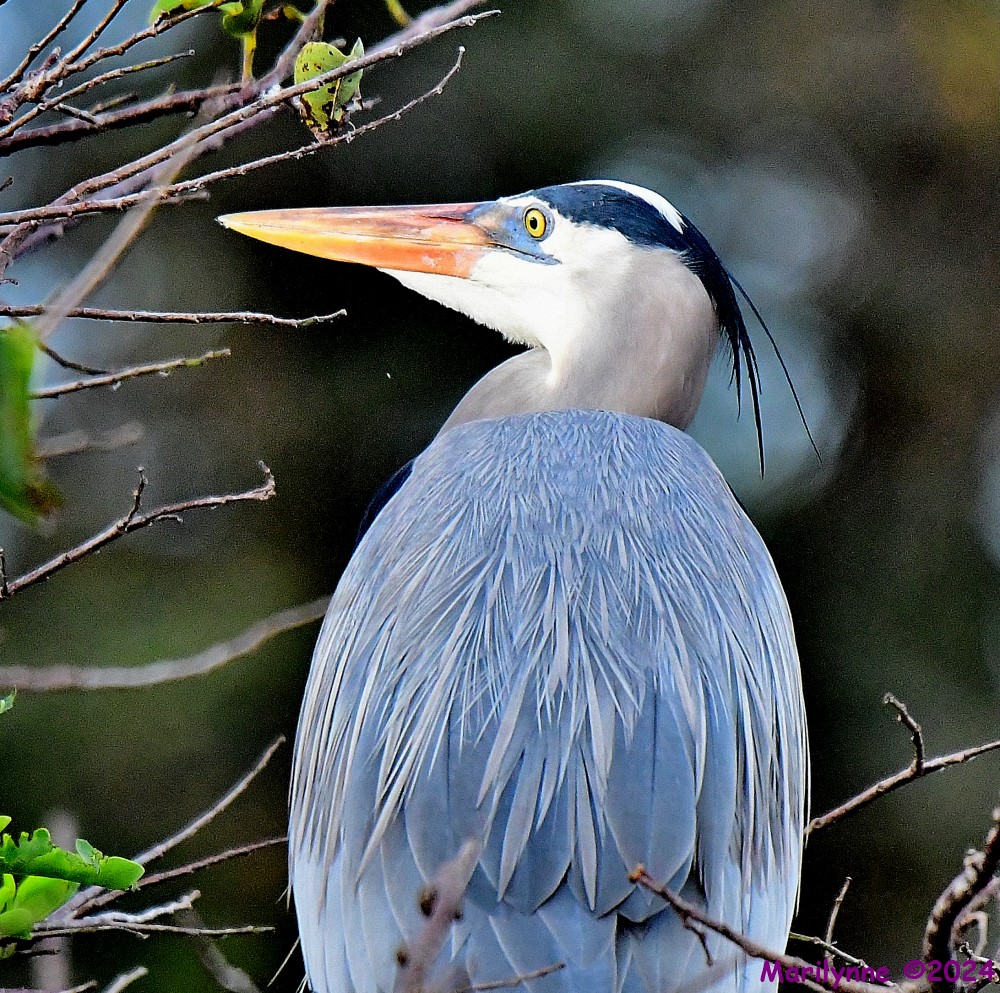 DSC_7249_001.JPG