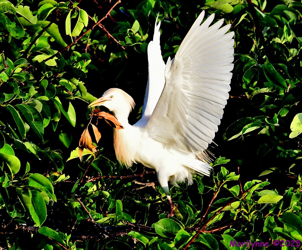 DSC_7249_001.JPG