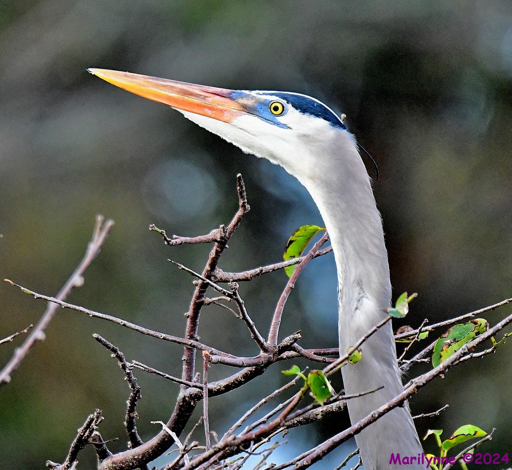 DSC_7252_001.JPG