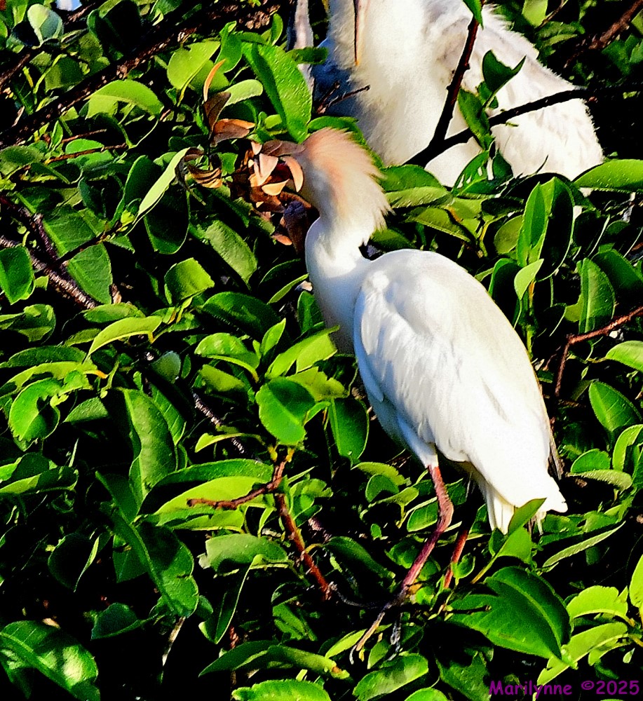 DSC_7252_001.JPG