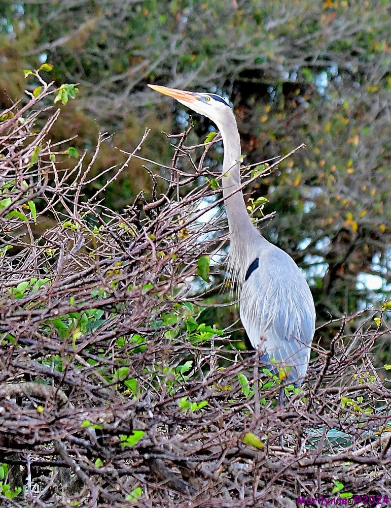 DSC_7253_001.JPG