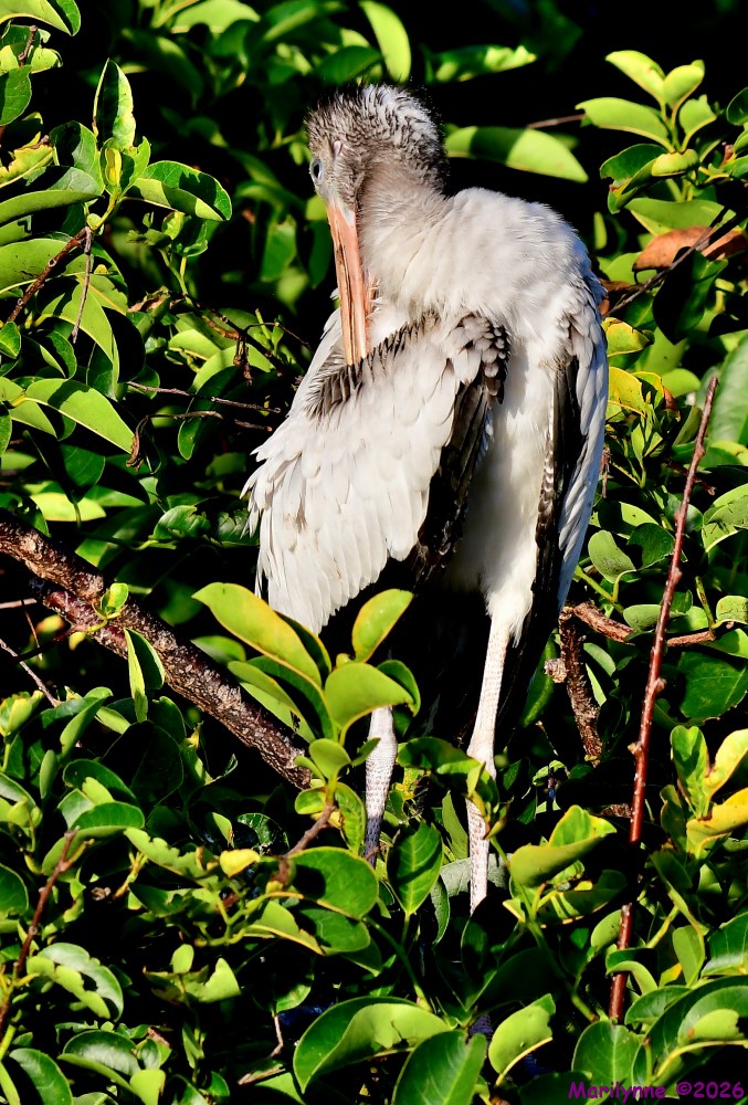 DSC_7254_001.JPG
