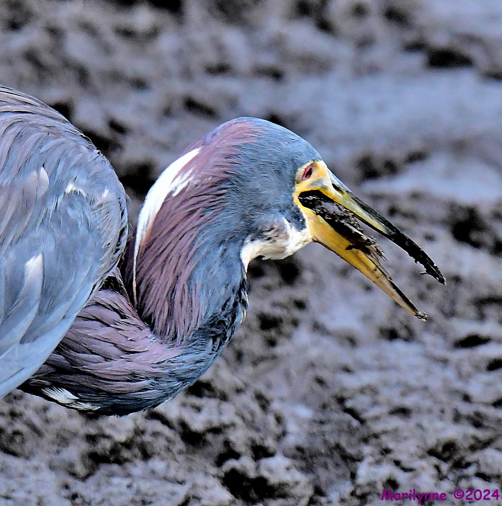 DSC_7255_001.JPG