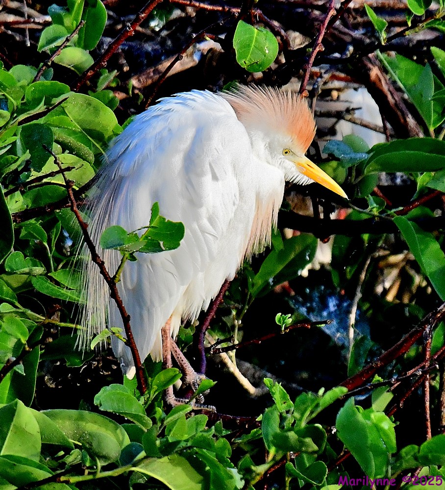 DSC_7255_001.JPG
