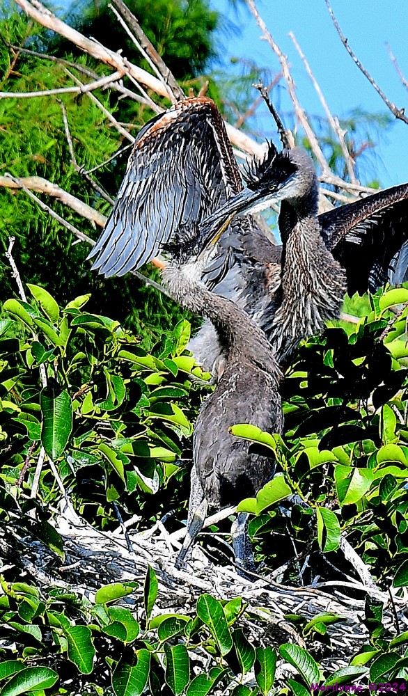 DSC_7263_001.JPG