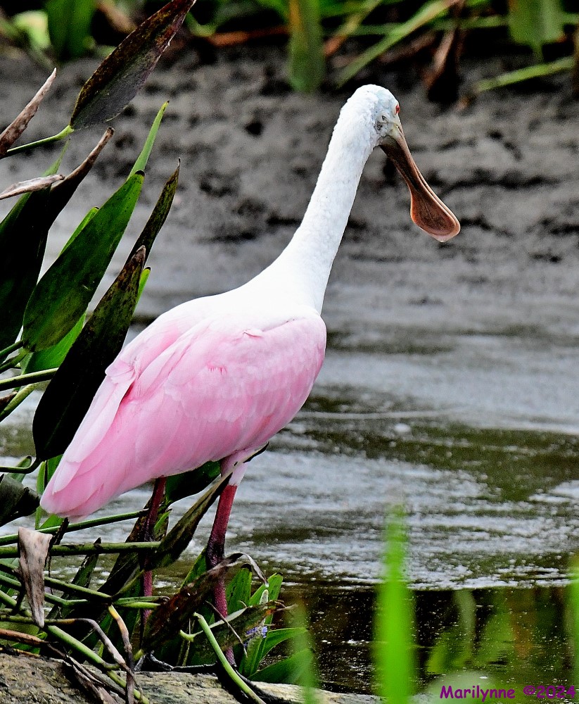 DSC_7264_001.JPG