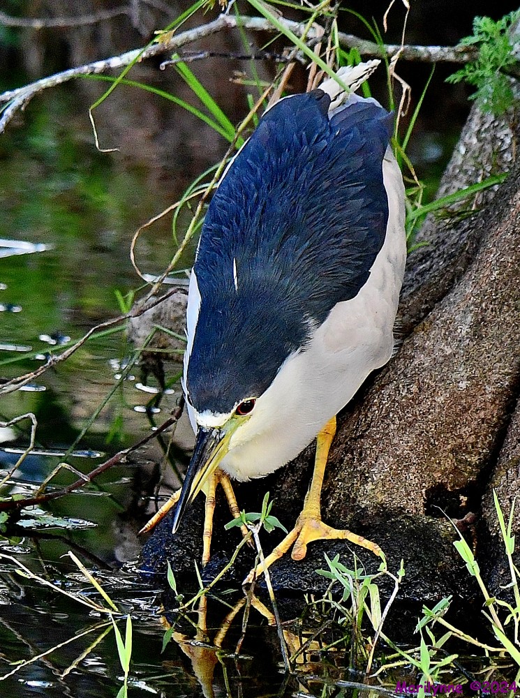 DSC_7264_001.JPG