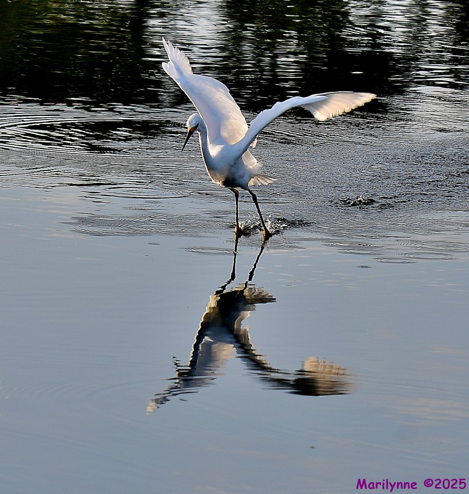 DSC_7264_001.JPG