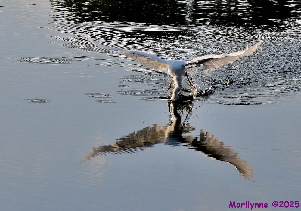 DSC_7266_001.JPG