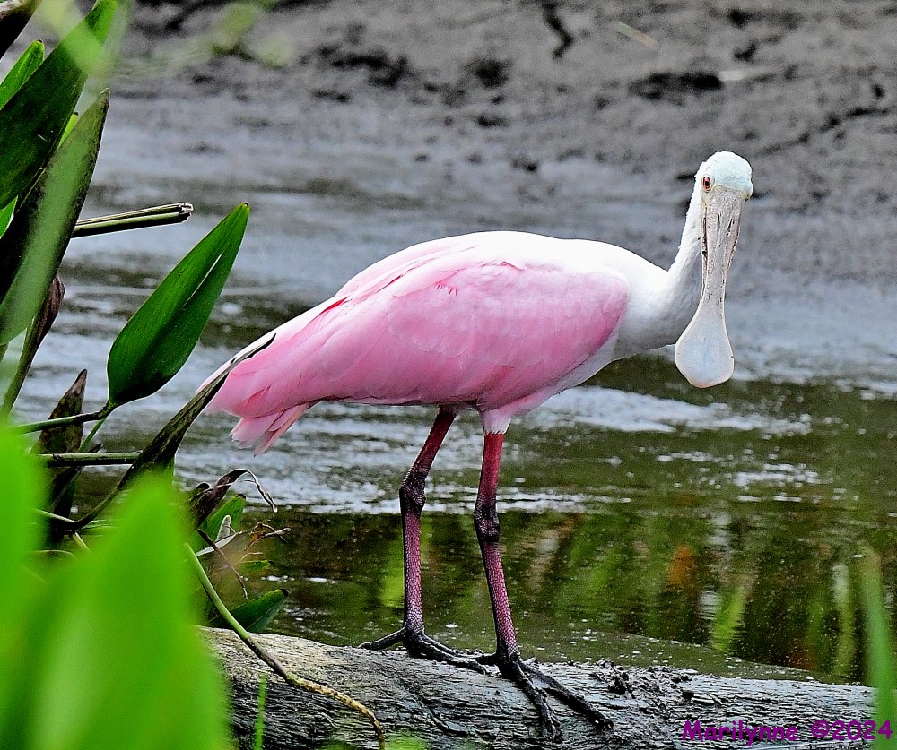 DSC_7267_001.JPG