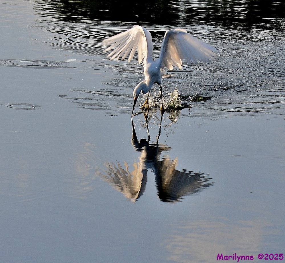 DSC_7267_001.JPG