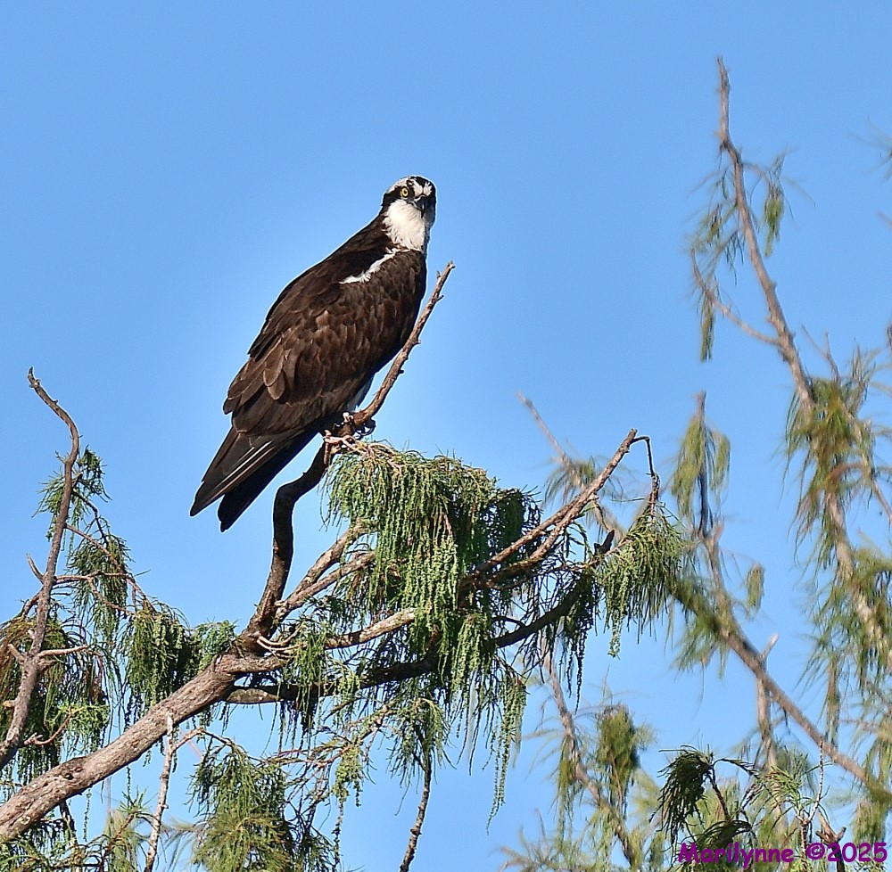 DSC_7270_001.JPG