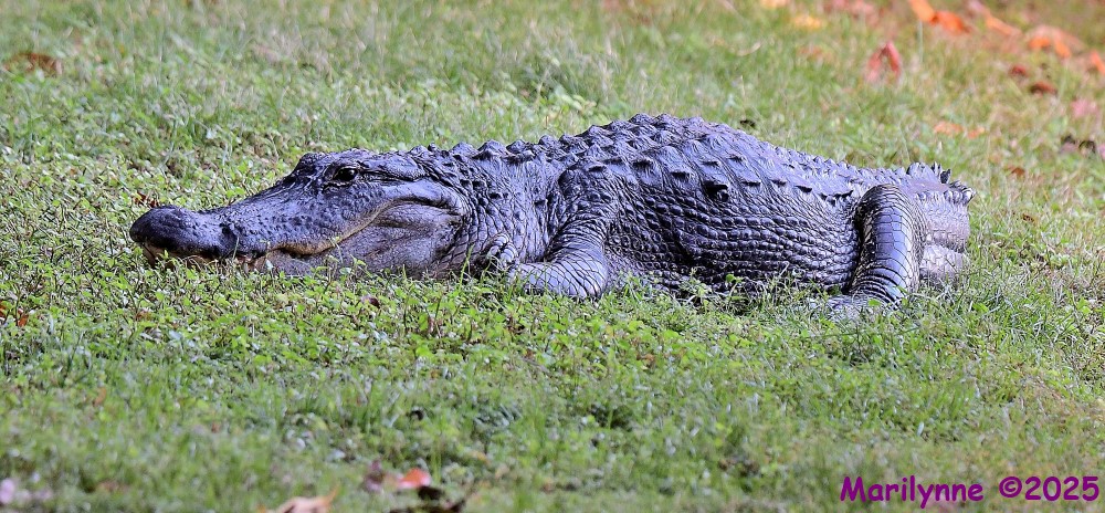 DSC_7273_001.JPG