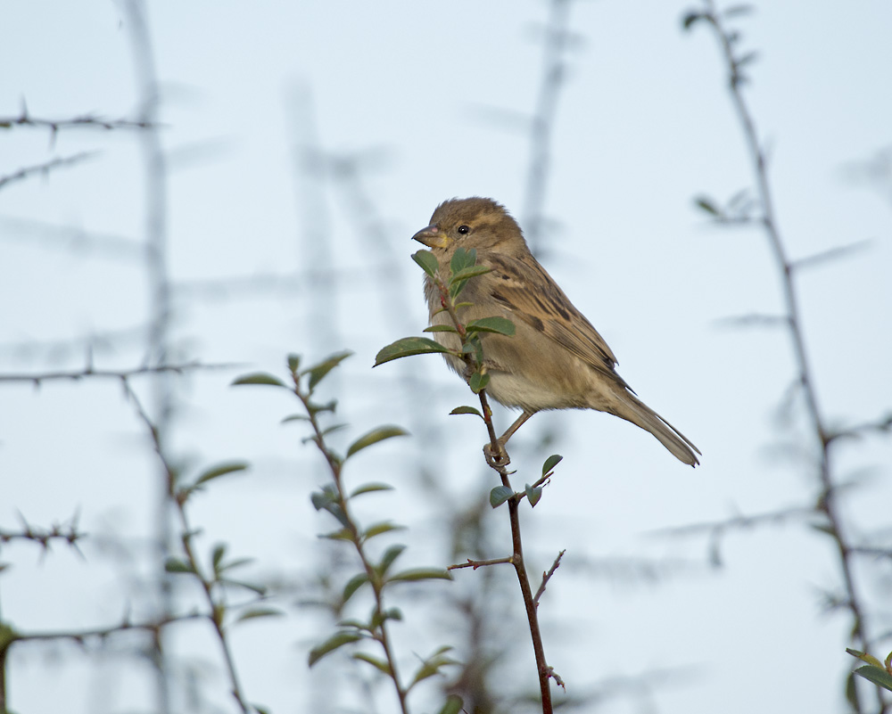 DSC_7275.jpg