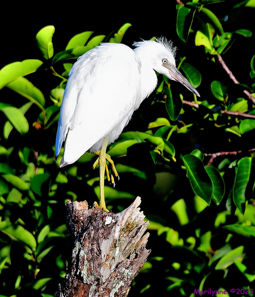 DSC_7275_001.JPG