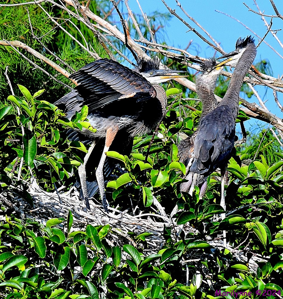 DSC_7275_001.JPG
