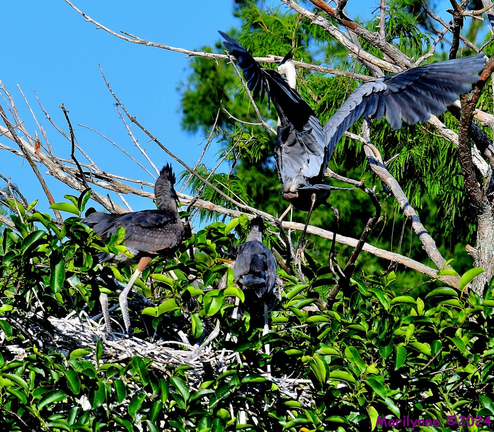 DSC_7276_001.JPG