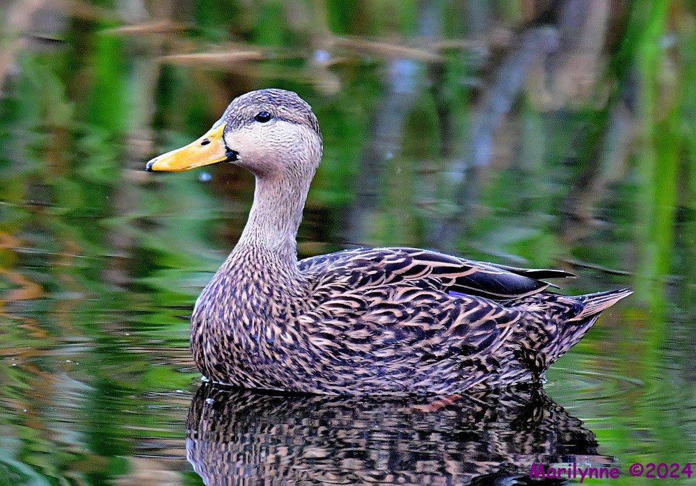 DSC_7277_001.JPG