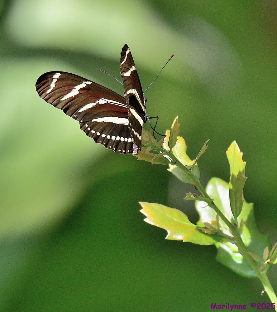 DSC_7277_001.JPG