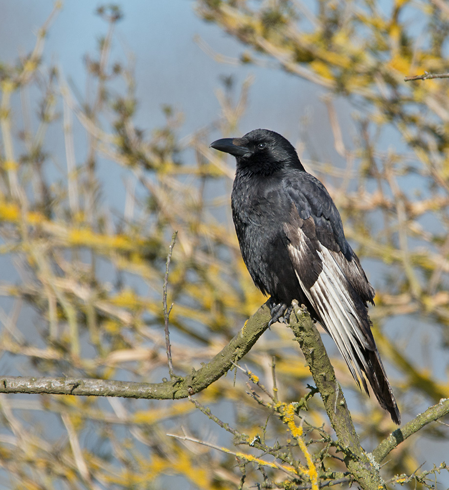 DSC_7278.jpg
