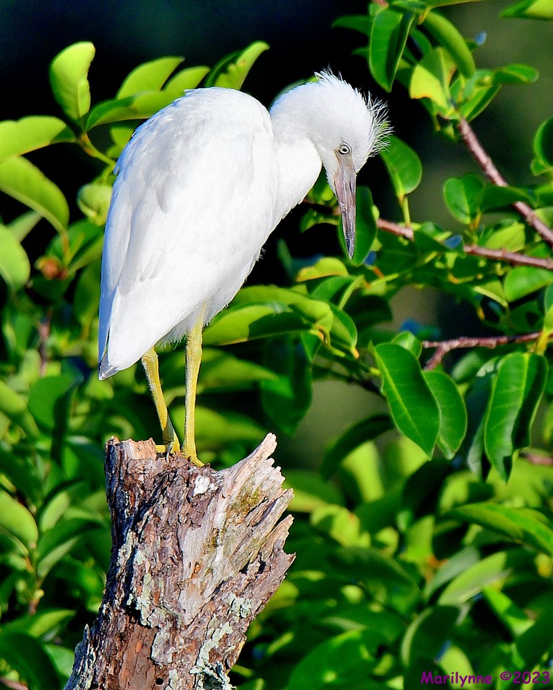 DSC_7278_001.JPG