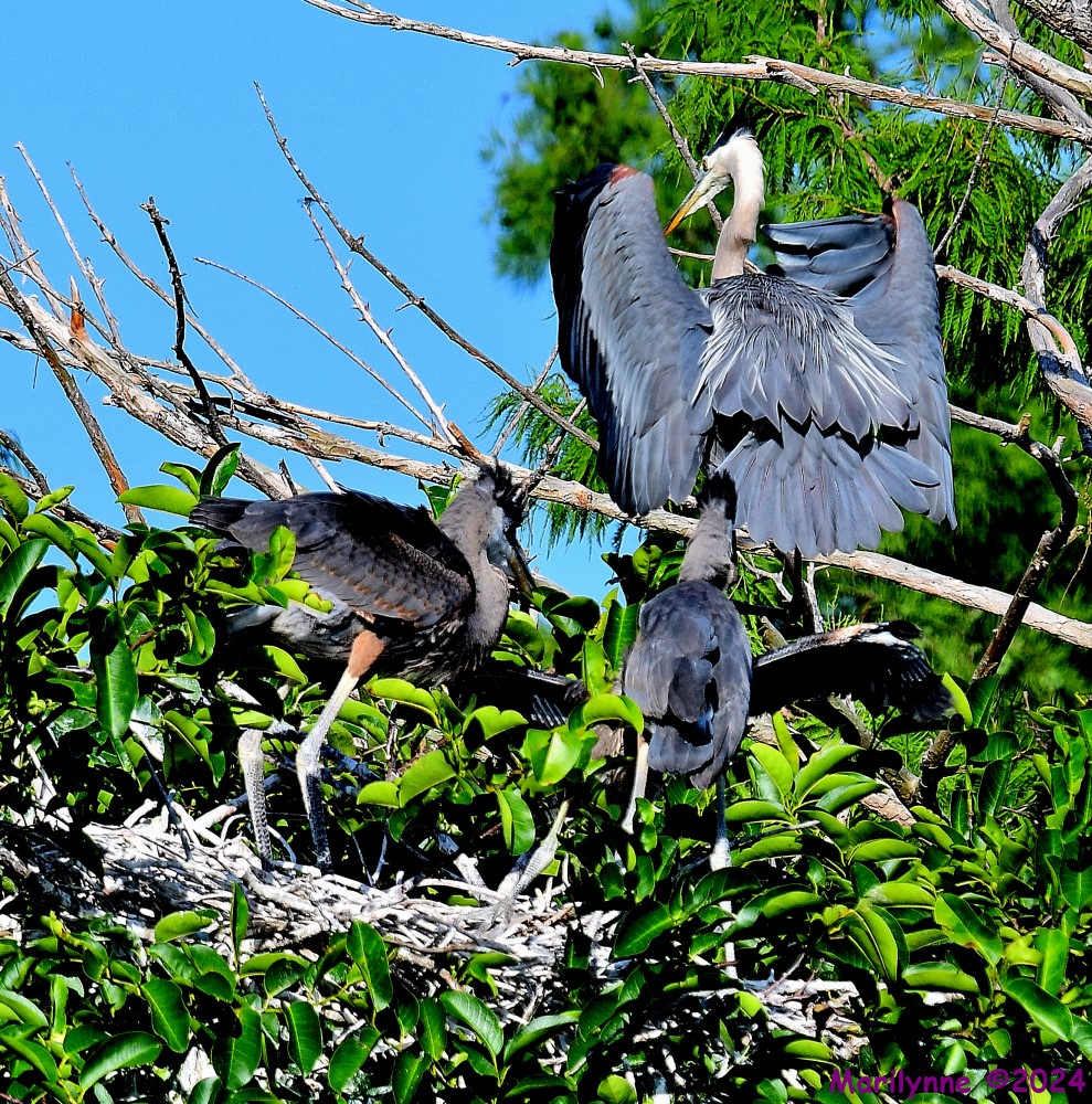 DSC_7278_001.JPG