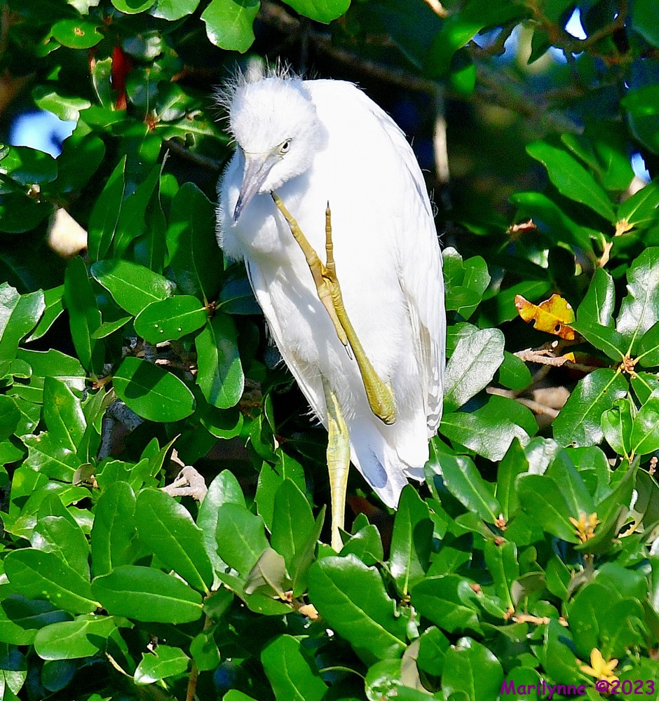 DSC_7279_001.JPG