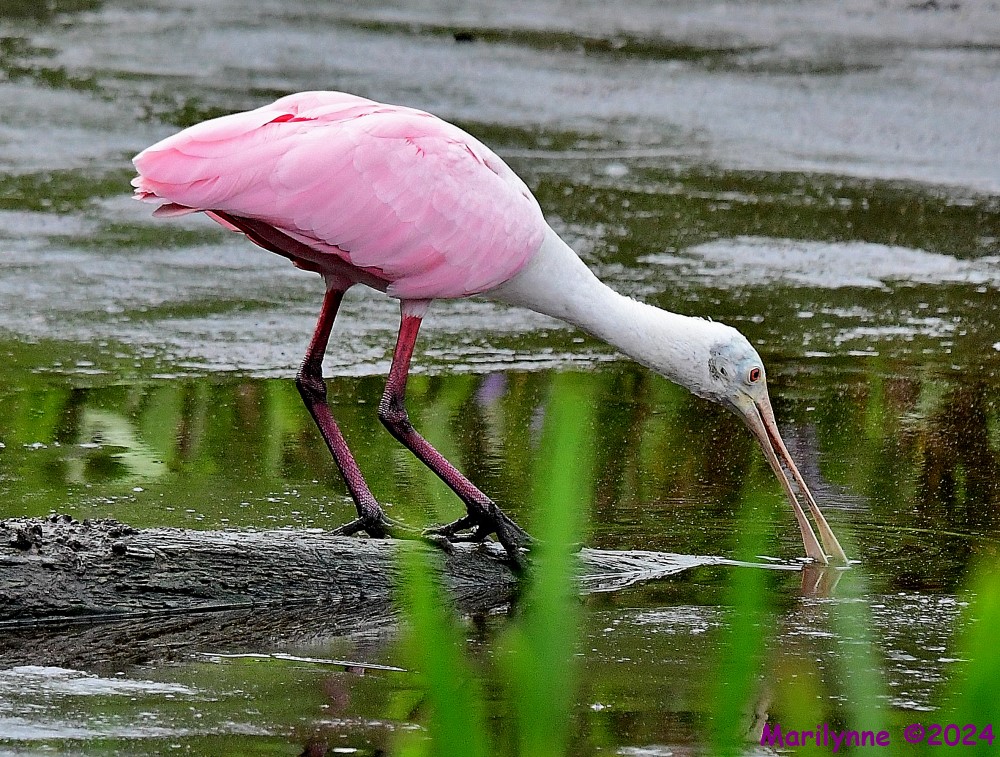 DSC_7280_001.JPG