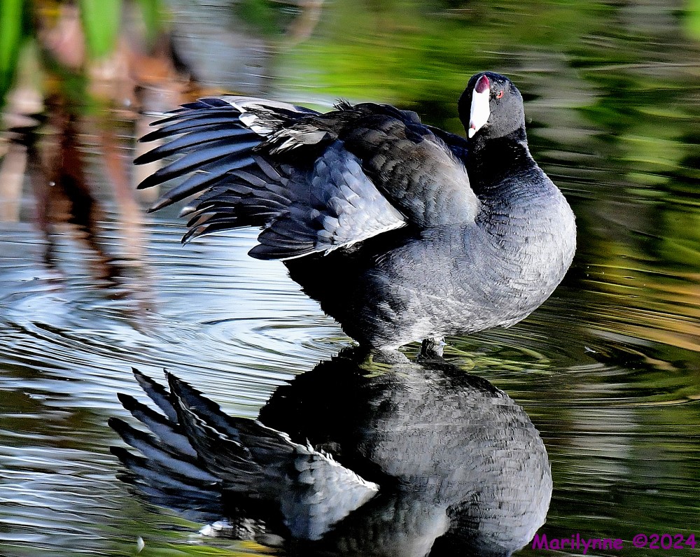 DSC_7283_001.JPG