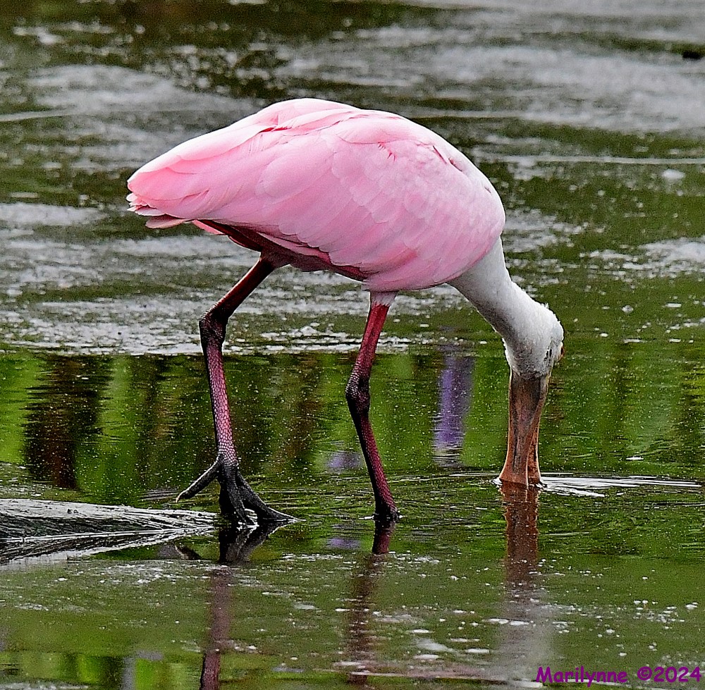 DSC_7285_001.JPG