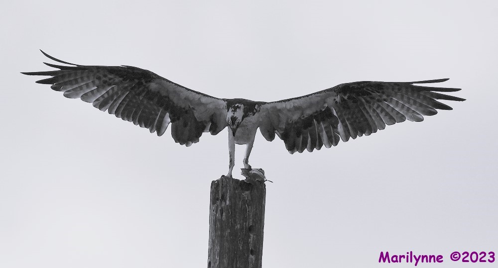 DSC_7286_001.JPG