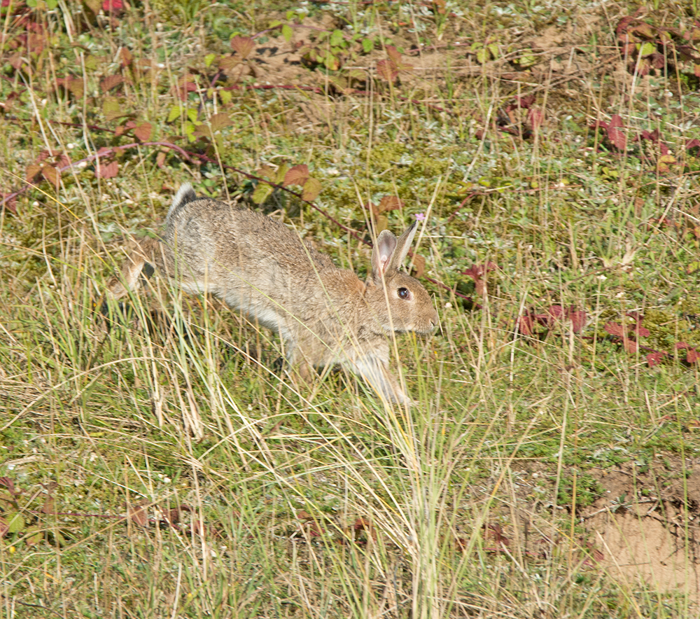 DSC_7287.jpg