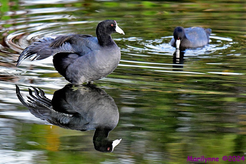 DSC_7287_001.JPG
