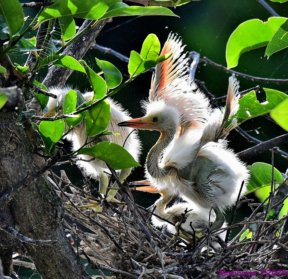 DSC_7287_001.JPG