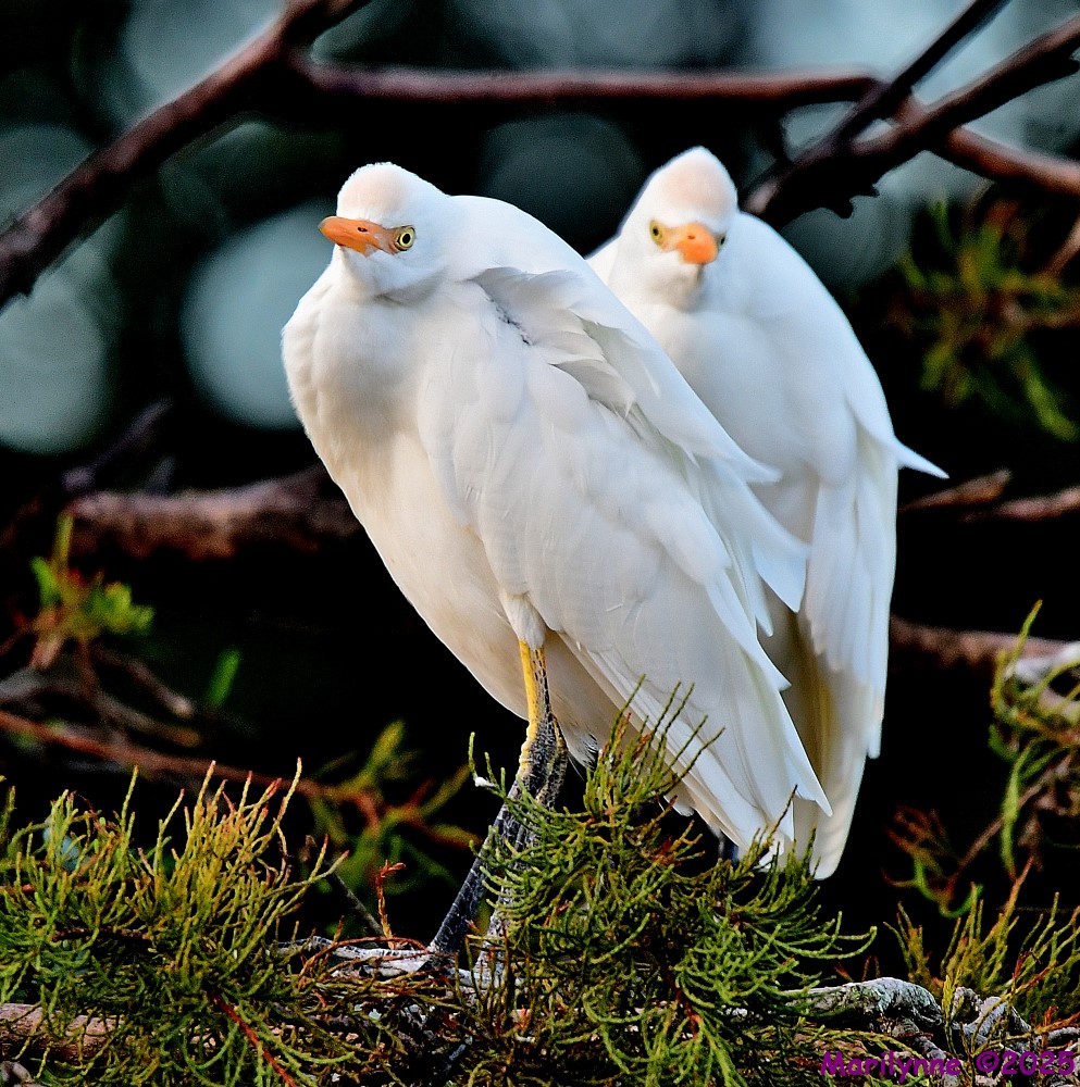 DSC_7287_001.JPG
