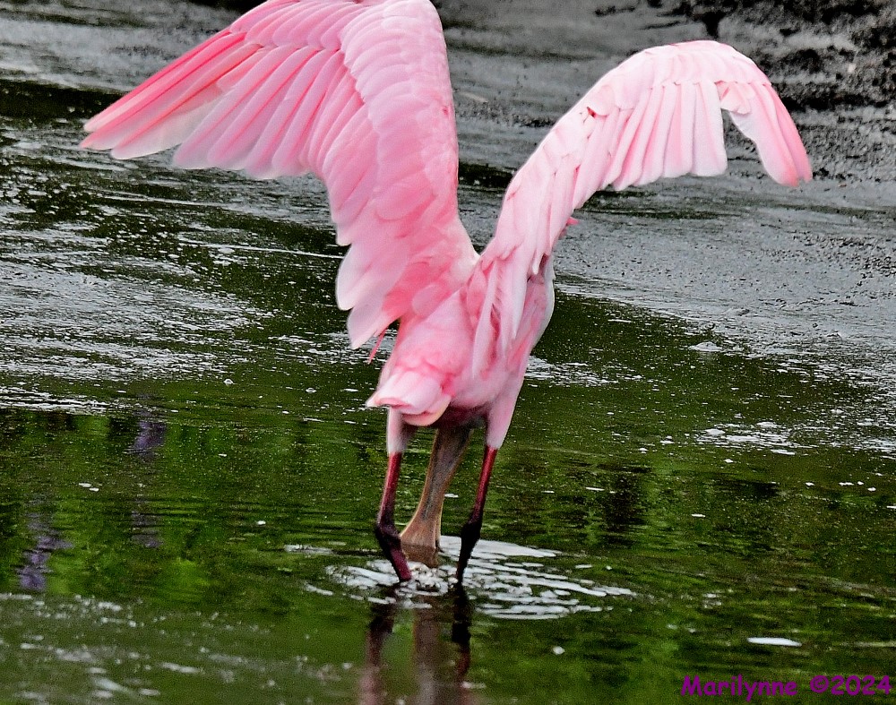 DSC_7289_001.JPG
