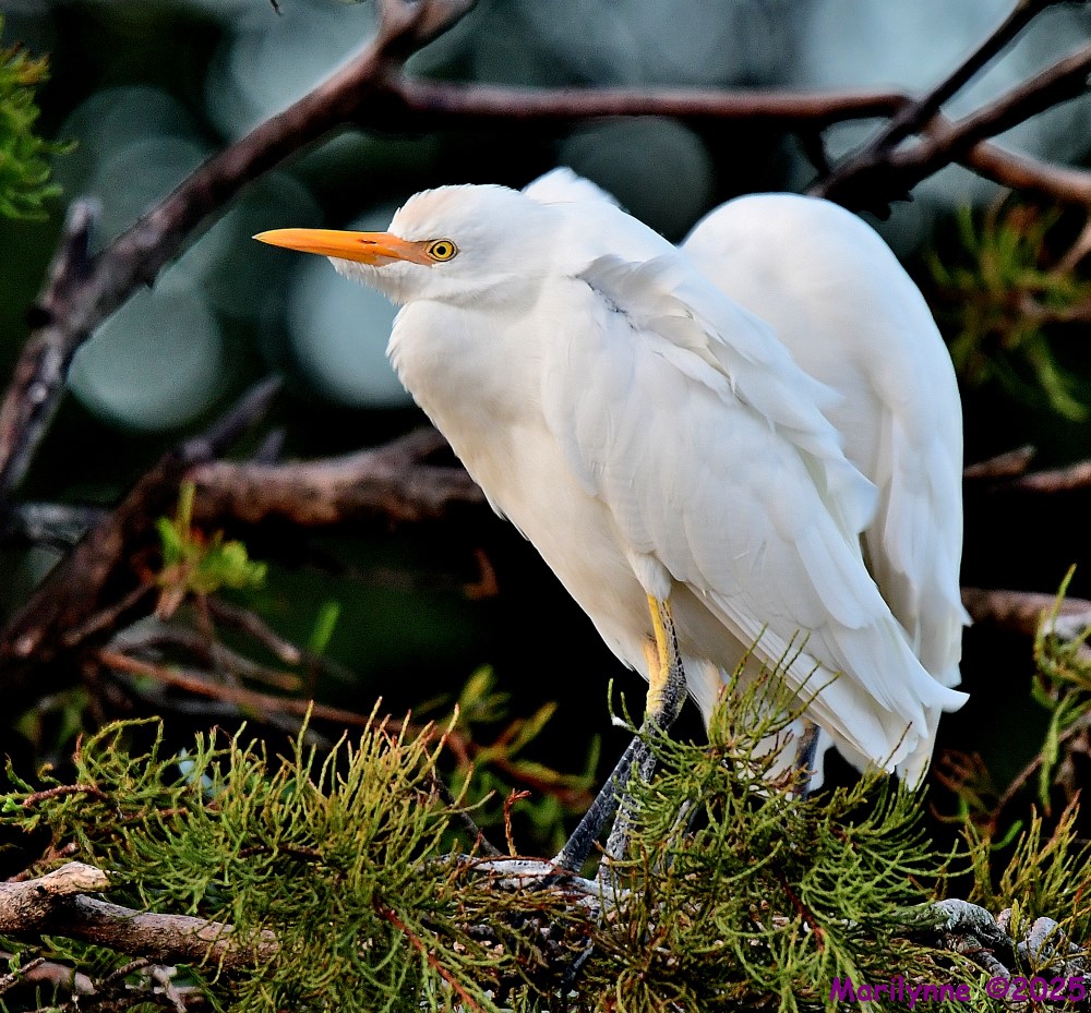 DSC_7291_001.JPG